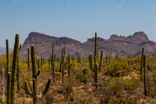 Saguaro Forest Lanscape in Arizona