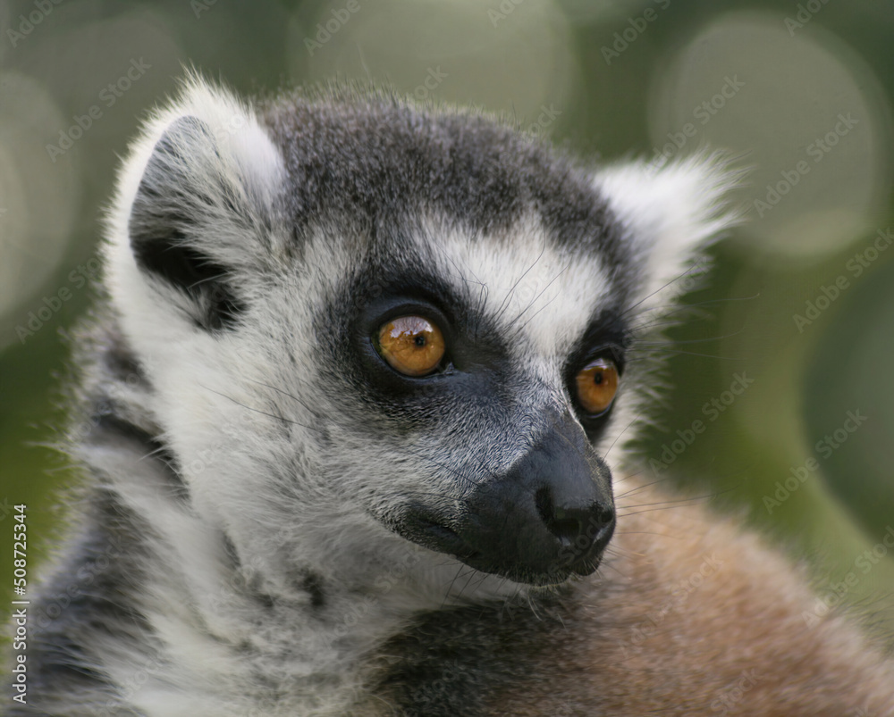 Fototapeta premium Close Up of Ring-tailed lemur(Lemur catta). Portrait cute long-tailed lemur. The head of a lemur, attentively observing the facial expression from anfas.