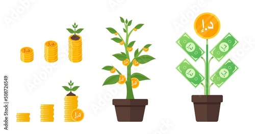 United Arab Emirates Dirham Money Tree Growing