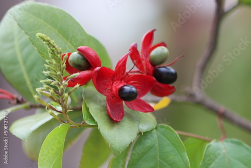 Ochna serrulata commonly known as the small-leaved plane, carnival ochna, bird's eye bush, is an ornamental garden plant in the family Ochnaceae photo