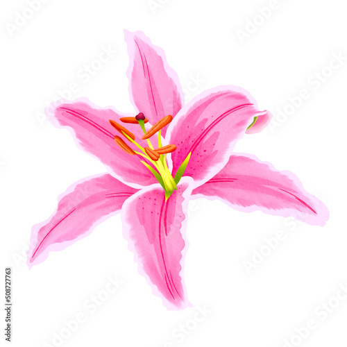 Lily watercolor hand drawn. illustration of lily flower for spring greeting card, botanical illustration.