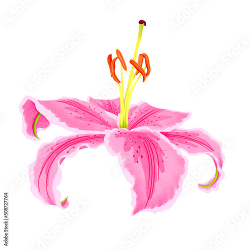 Lily watercolor hand drawn. illustration of lily flower for spring greeting card, botanical illustration.