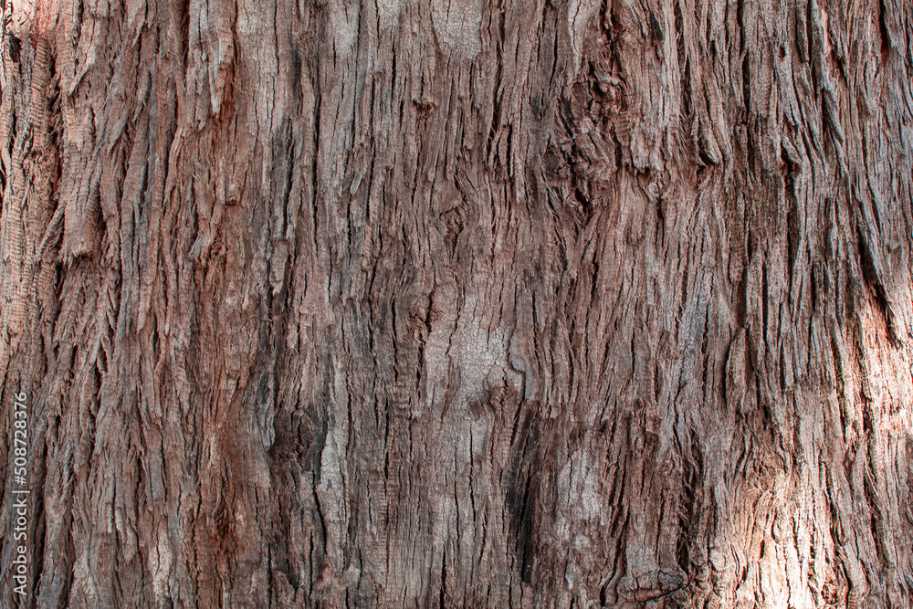 eucalyptus tree bark texture, old eucalyptus tree trunk background eucalyptus tree bark texture, old eucalyptus tree trunk background