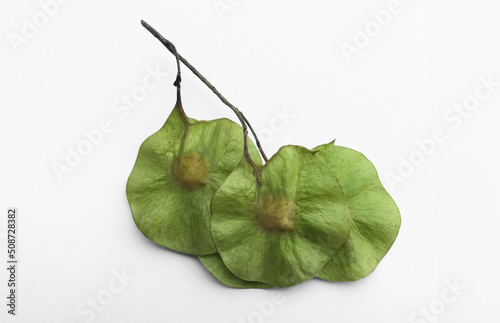 Isolated fresh seeds of pterocarpus macrocarpus plant on white background. Soft and selective focus. photo