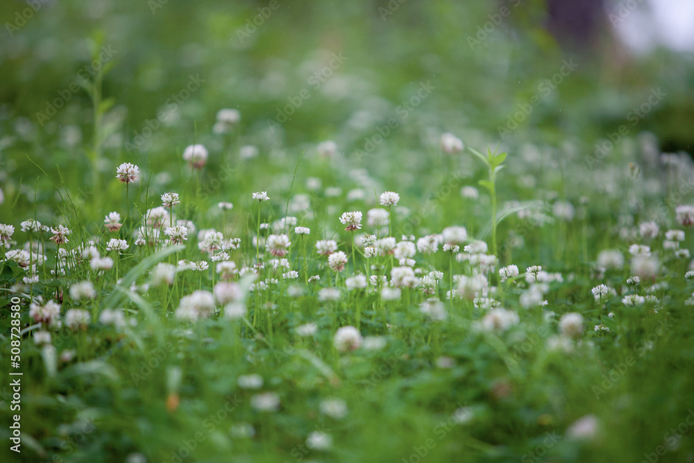 clover flower in meadow