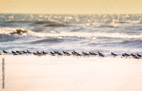 seagulls on the beach in tavares , rio grande do sul  photo