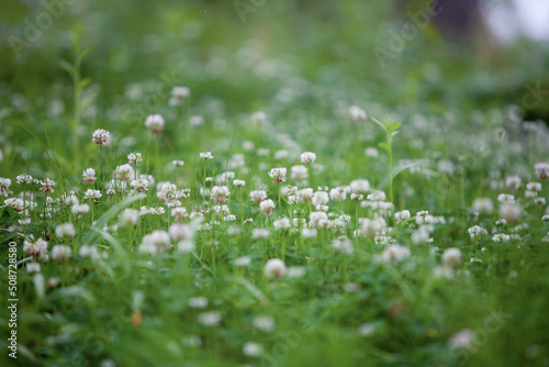 Fototapeta Naklejka Na Ścianę i Meble -  clover flower in meadow