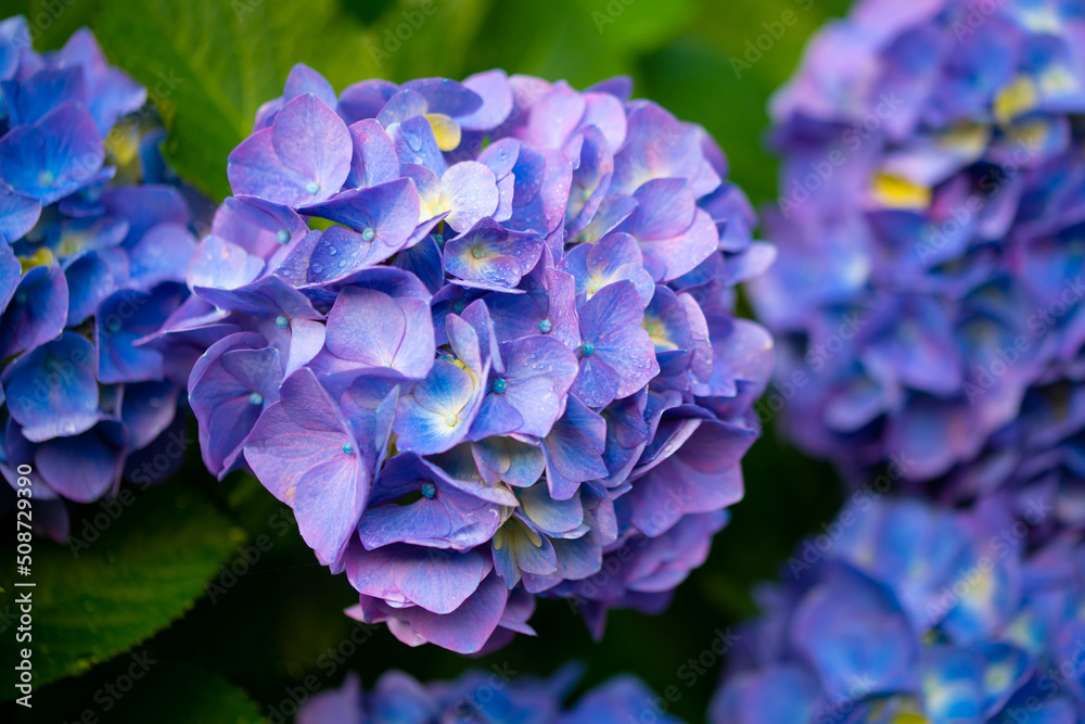 紫陽花 紫陽花