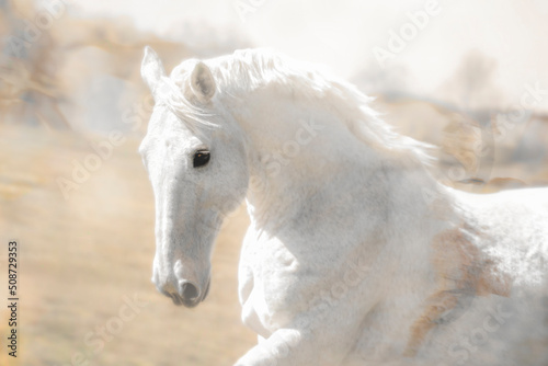 White gelding in field, heavenly, cantering, close-up, head, beautiful