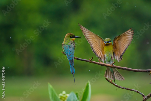 Pair of Beautiful Blue-tailed bee-eater (Merops philippinus) on the dry branches above the meadow, Phetchaburi Thailand.