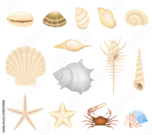 貝殻と海辺の生き物
