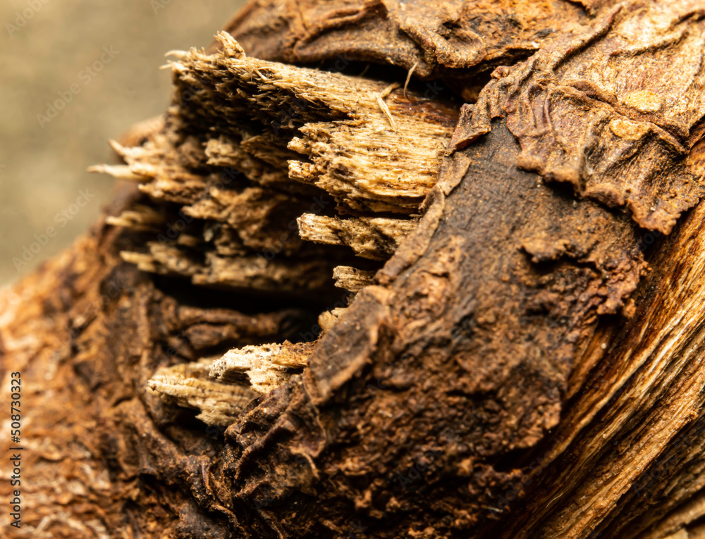 Macro photography and selective focus of beautiful and unique texture of bark and wood with shallow depth of field Macro photography and selective focus of beautiful and unique texture of bark and wood with shallow depth of field