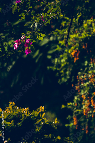 bougainvillea