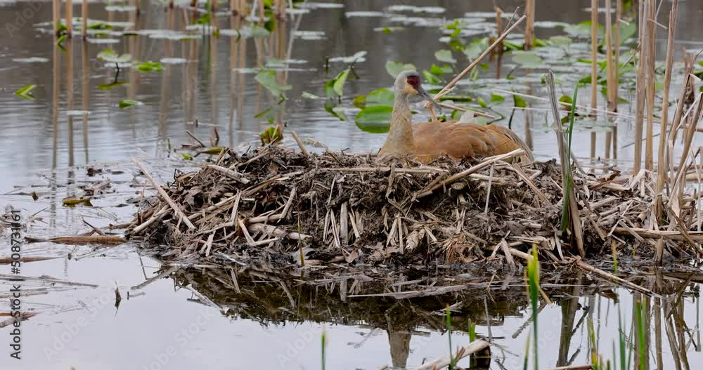 Sandhill crane bird in the nest breeding in springtime