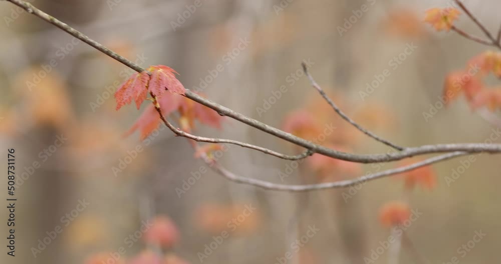 Freshly grown young Maple leaves on a tree branch in spring time Freshly grown young Maple leaves on a tree branch in spring time