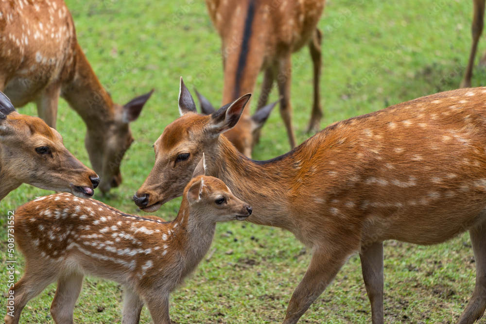 Parent and child deer on public display at Nara's deer park Parent and child deer on public display at Nara's deer park