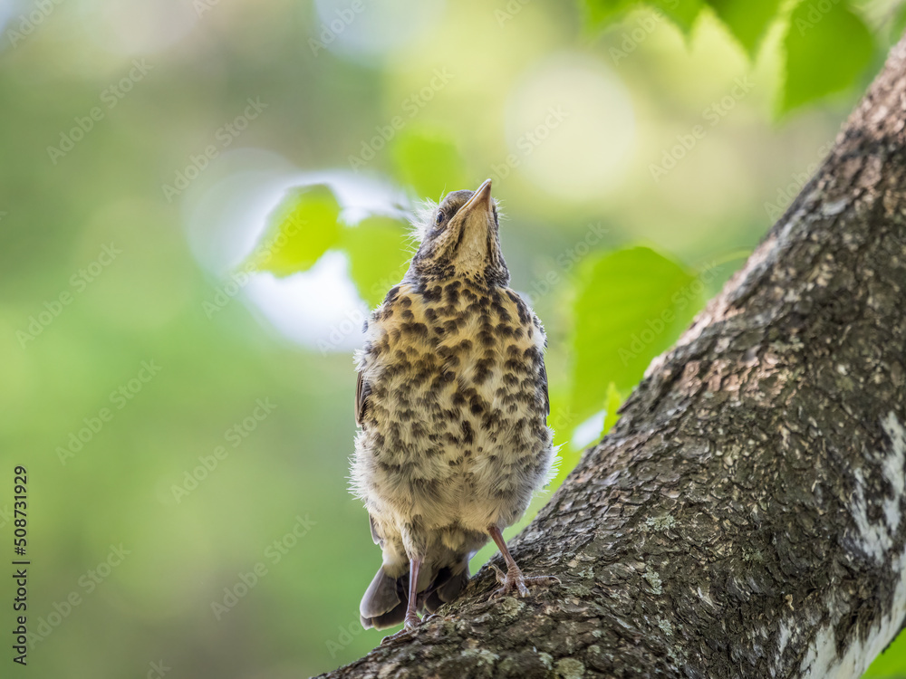 Fototapeta premium A fieldfare chick, Turdus pilaris, has left the nest and is sitting on a branch. A chick of fieldfare sitting and waiting for a parent on a branch.