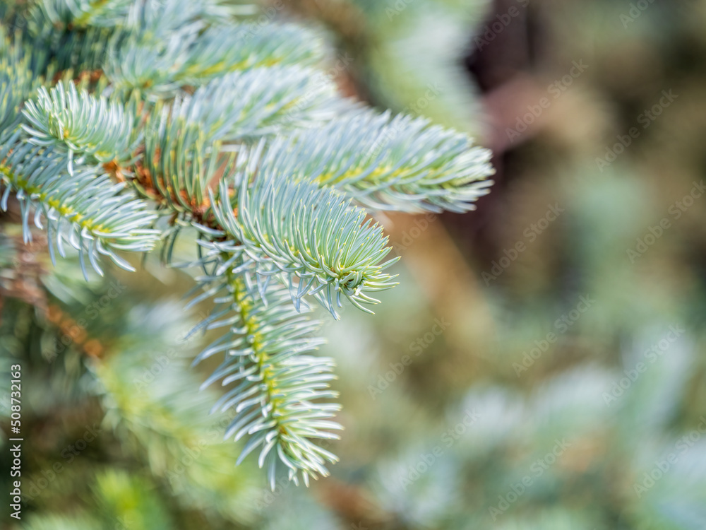 Branches of blue spruce with needles in the sunset light. The blue spruce, Colorado spruce, or Colorado blue spruce, with the Latin name Picea pungens. Branches of blue spruce with needles in the sunset light. The blue spruce, Colorado spruce, or Colorado blue spruce, with the Latin name Picea pungens.
