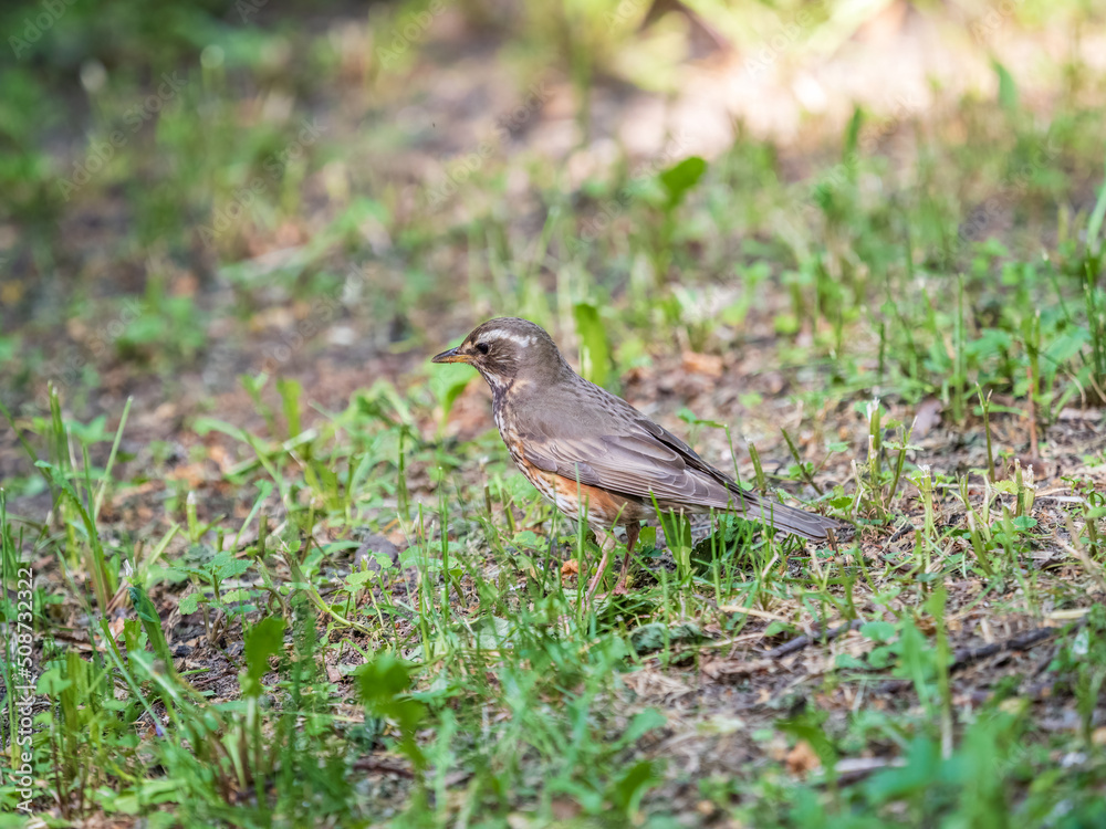 Wood bird Redwing, Turdus iliacus, on a sprng lawn.
