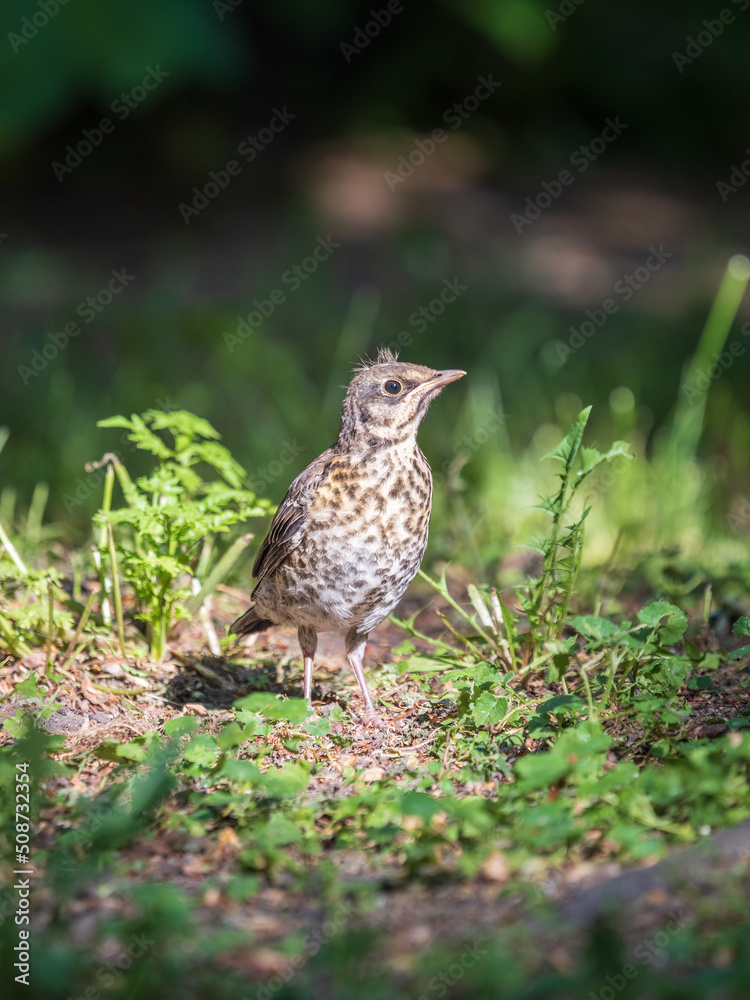 A fieldfare chick, Turdus pilaris, has left the nest and sitting on the spring lawn. A fieldfare chick sits on the ground and waits for food from its parents. A fieldfare chick, Turdus pilaris, has left the nest and sitting on the spring lawn. A fieldfare chick sits on the ground and waits for food from its parents.