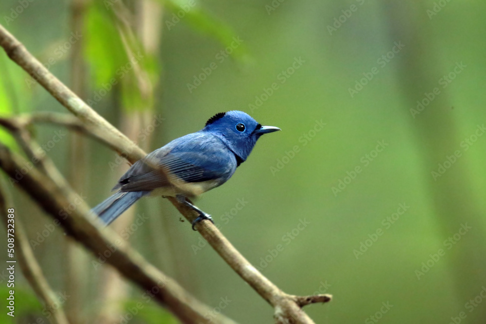 Fototapeta premium The Black-naped Monarch on a branch