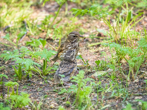 Wood bird Redwing, Turdus iliacus, feeds the chick with earthworms on the ground. An adult chick left the nest but its parents continue to take care of him. © Dmitrii Potashkin