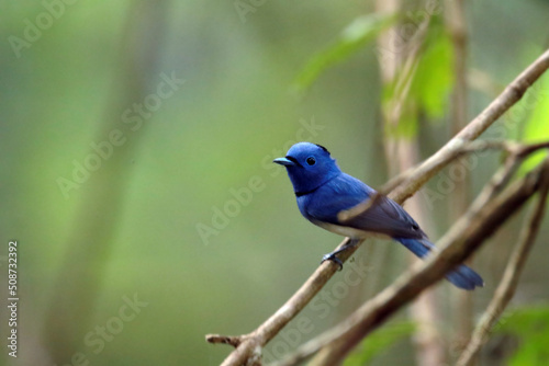 The Black-naped Monarch on a branch © Sarin