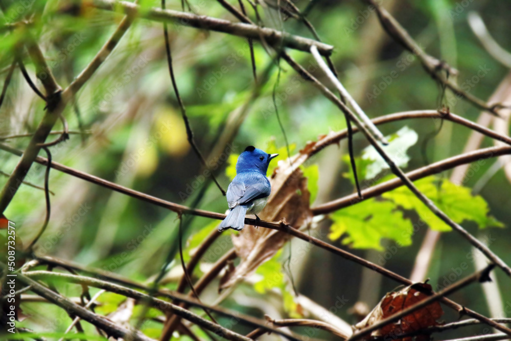 The Black-naped Monarch on a branch The Black-naped Monarch on a branch