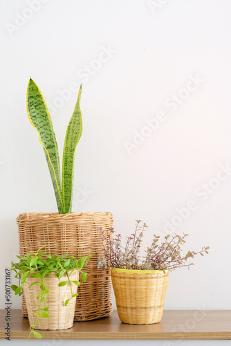 Snake plant in bambo basket on wood table, Sansevieria trifasciata Prain, Mother-in-low’s tongue, ASPARAGACEAE photo