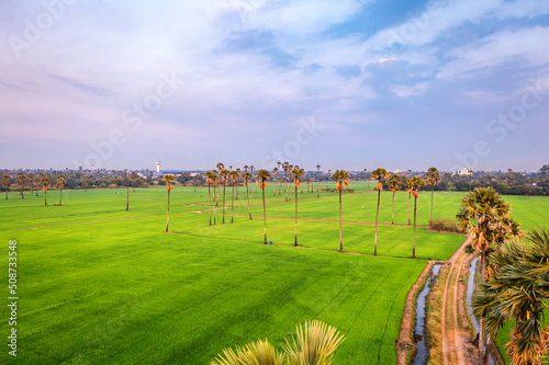 Dongtan Samkhok palm trees and rice fields during sunset in Pathum Thani, Bangkok, Thailand photo