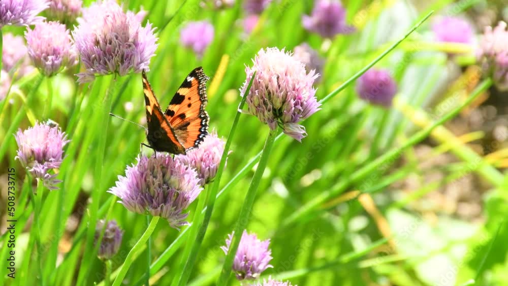 
Small Tortoiseshell, butterfly on chive flower