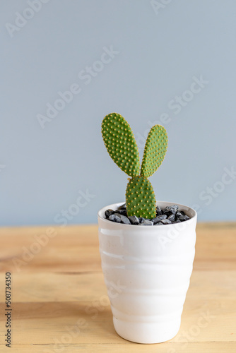 Orange Polka dot cactus in a beautiful pot