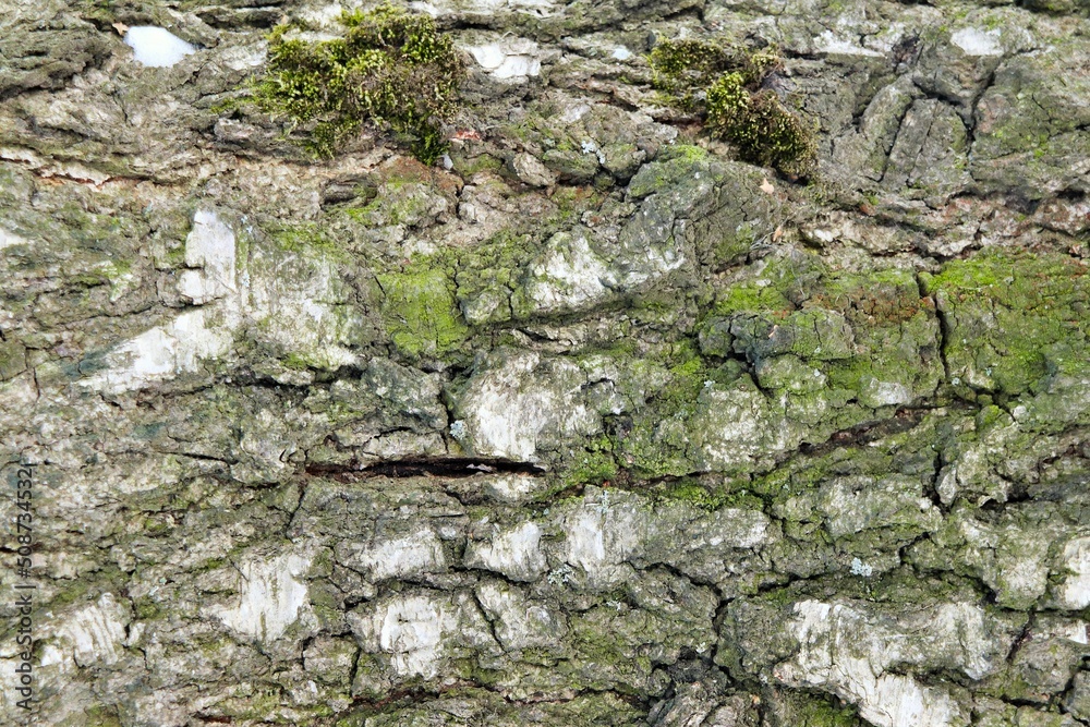 Texture, background - old birch bark, small islands of green moss