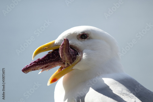 Close-up portrait of seagull eating a purple starfish - larus occidentalis consuming starfish