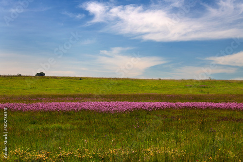 band of pink flowers in a green field with a cloudy blue sky