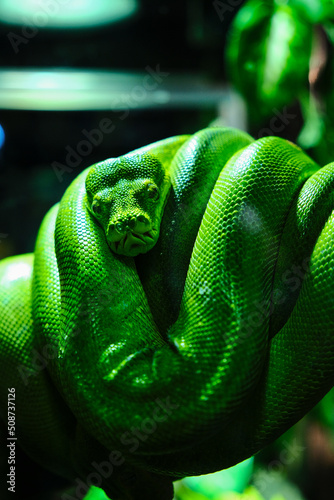 green dog-headed green tree boa on a branch photo