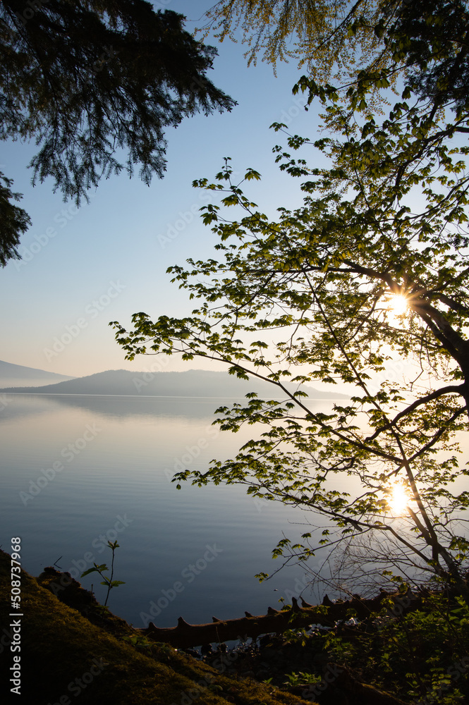 眩しい朝陽の輝く湖の湖畔の木。日本の北海道の屈斜路湖。