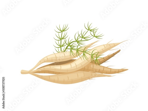 Vector illustration, Shatavari root or Asparagus racemosus, isolated on a white background, herbal plant with medicinal properties. photo