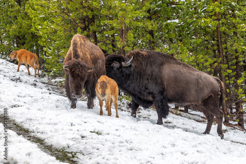 Bison family with young calf at the Yellowstone park