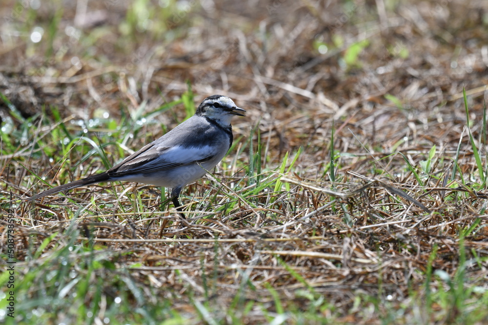 目の前で自己主張するハクセキレイ StockFoto Adobe Stock