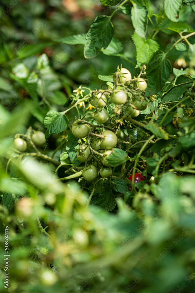unripe tomatoes in the organic garden unripe tomatoes in the organic garden