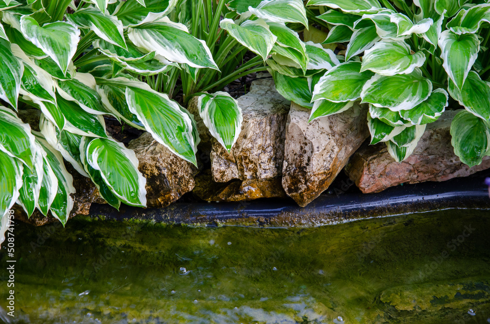 Landscaping with small pond. Landscape design of home garden close-up. Pond edge decoration Landscaping with small pond. Landscape design of home garden close-up. Pond edge decoration