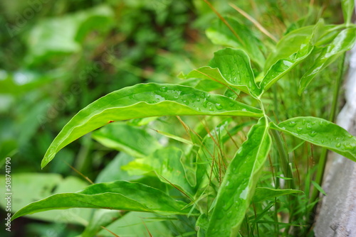 wild plants growing in the yard