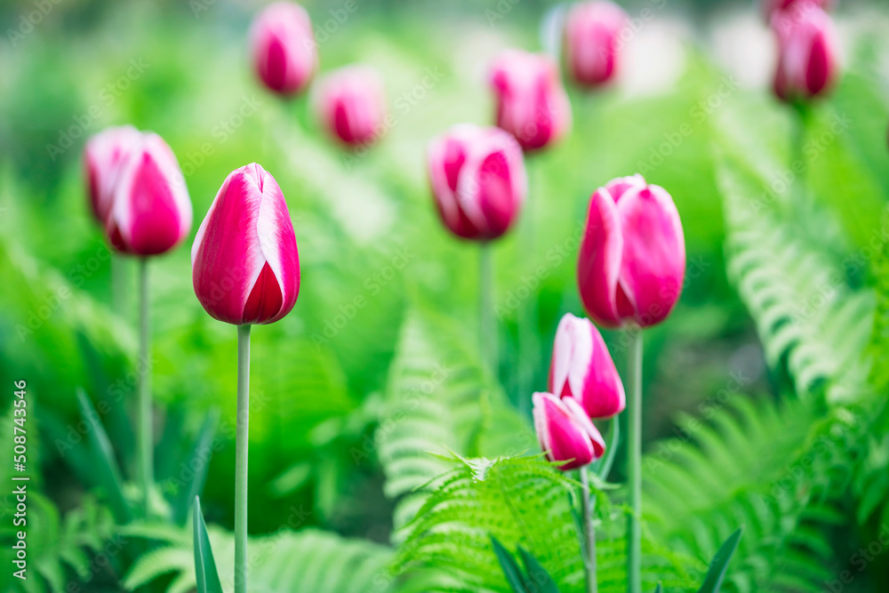 Fototapeta premium Beautiful colorful pink tulip background photo