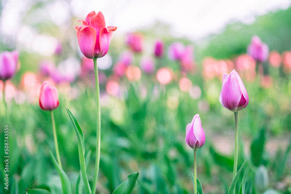 Beautiful colorful pink tulip background photo