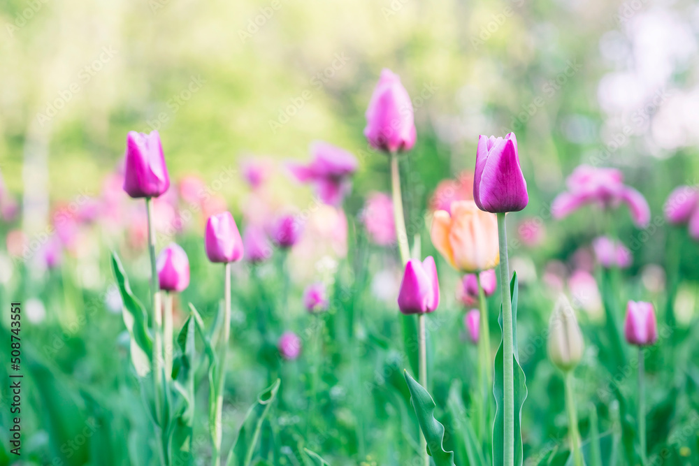Beautiful colorful pink tulip background photo Beautiful colorful pink tulip background photo