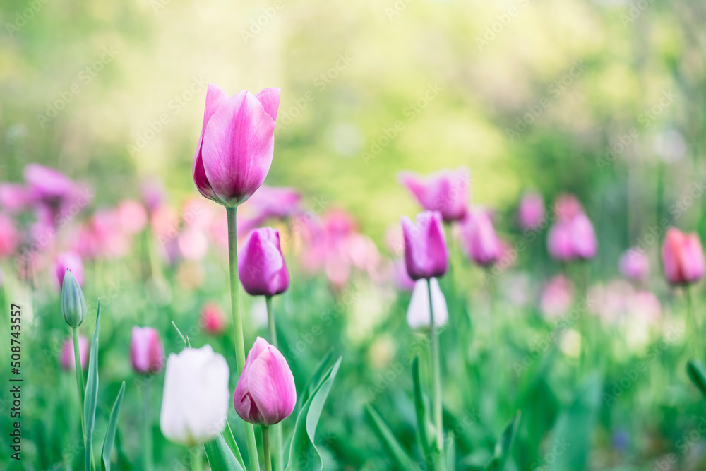 Beautiful colorful pink tulip background photo Beautiful colorful pink tulip background photo