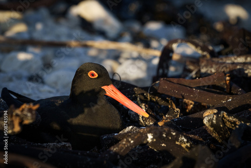 African oystercatcher or African black oystercatcher (Haematopus moquini) on her nest in the kelp  at Stony Point on the Whale Coast, Betty's Bay (Bettys Bay), Overberg,  Western Cape, South Africa photo