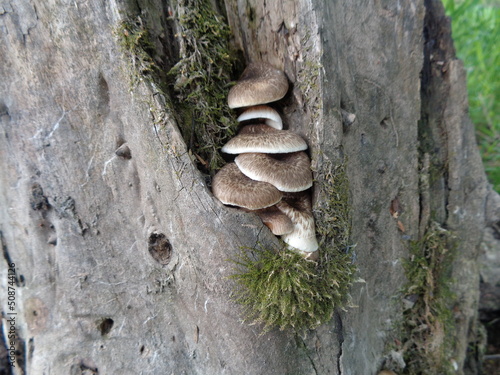 mushrooms on tree, stump overgrown with mushrooms