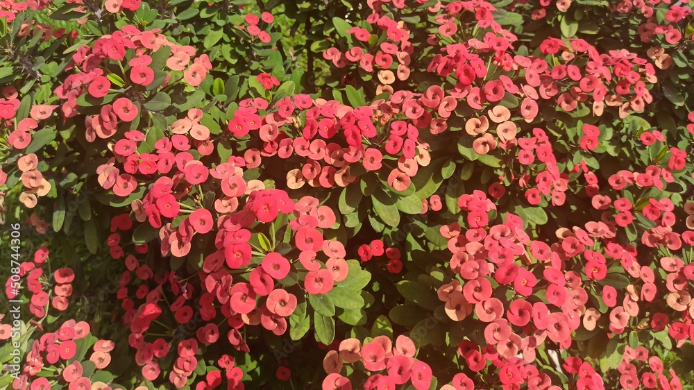 Fototapeta premium fleur 0324